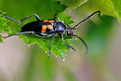 Typocerus lunulatus