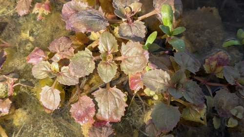 Image of Erythranthe inamoena by (c) Joseph Aubert, some rights reserved (CC BY)