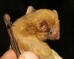 Lasiurus ega