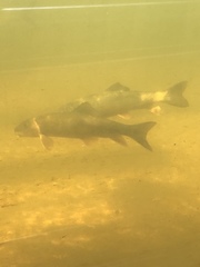 Catostomus commersonii