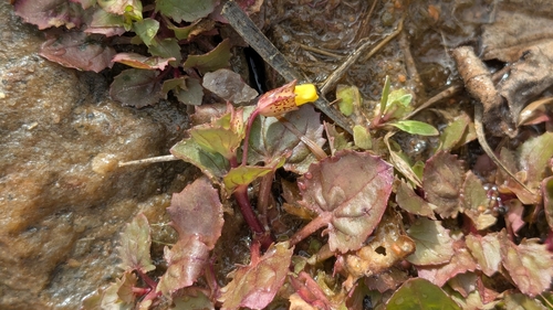 Erythranthe inamoena (Erythranthe inamoena)