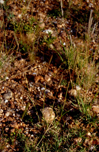Monelytrum luederitzianum