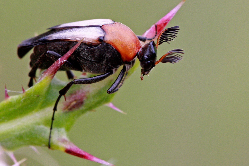 Macrosiagon sayi