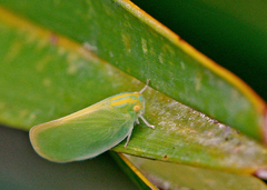 Ormenaria rufifascia