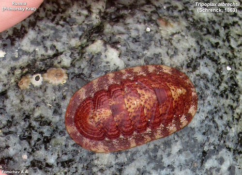 Albrecht's chiton
