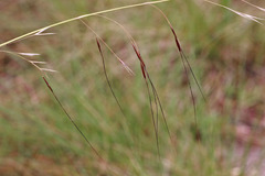 Piptochaetium avenacioides