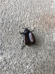 Osmoderma eremicola