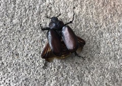 Osmoderma eremicola