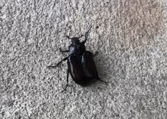 Osmoderma eremicola