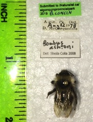 Bombus ashtoni