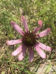 Echinacea tennesseensis