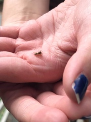 Phanias concoloratus