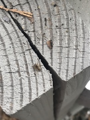 Phanias concoloratus