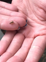 Phanias concoloratus