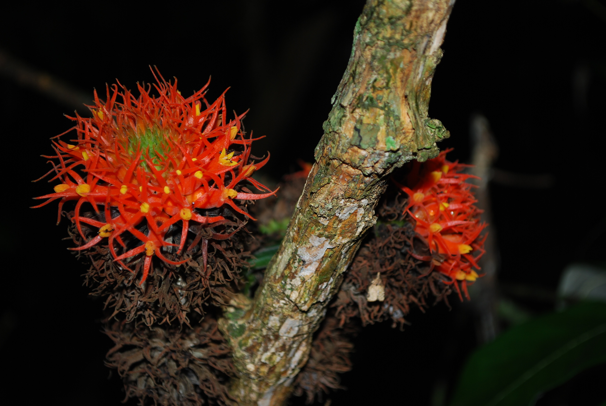 Gurania rhizantha
