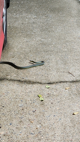 Common Tree Snake sighting