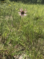 Echinacea tennesseensis