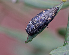 Buprestis maculipennis