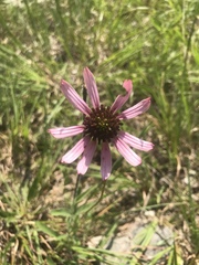 Echinacea tennesseensis