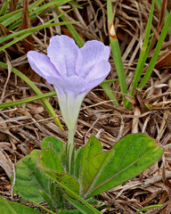 Ruellia ciliosa