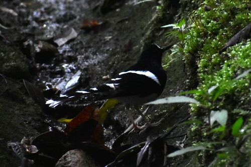 Borneose vorkstaart (Enicurus borneensis)
