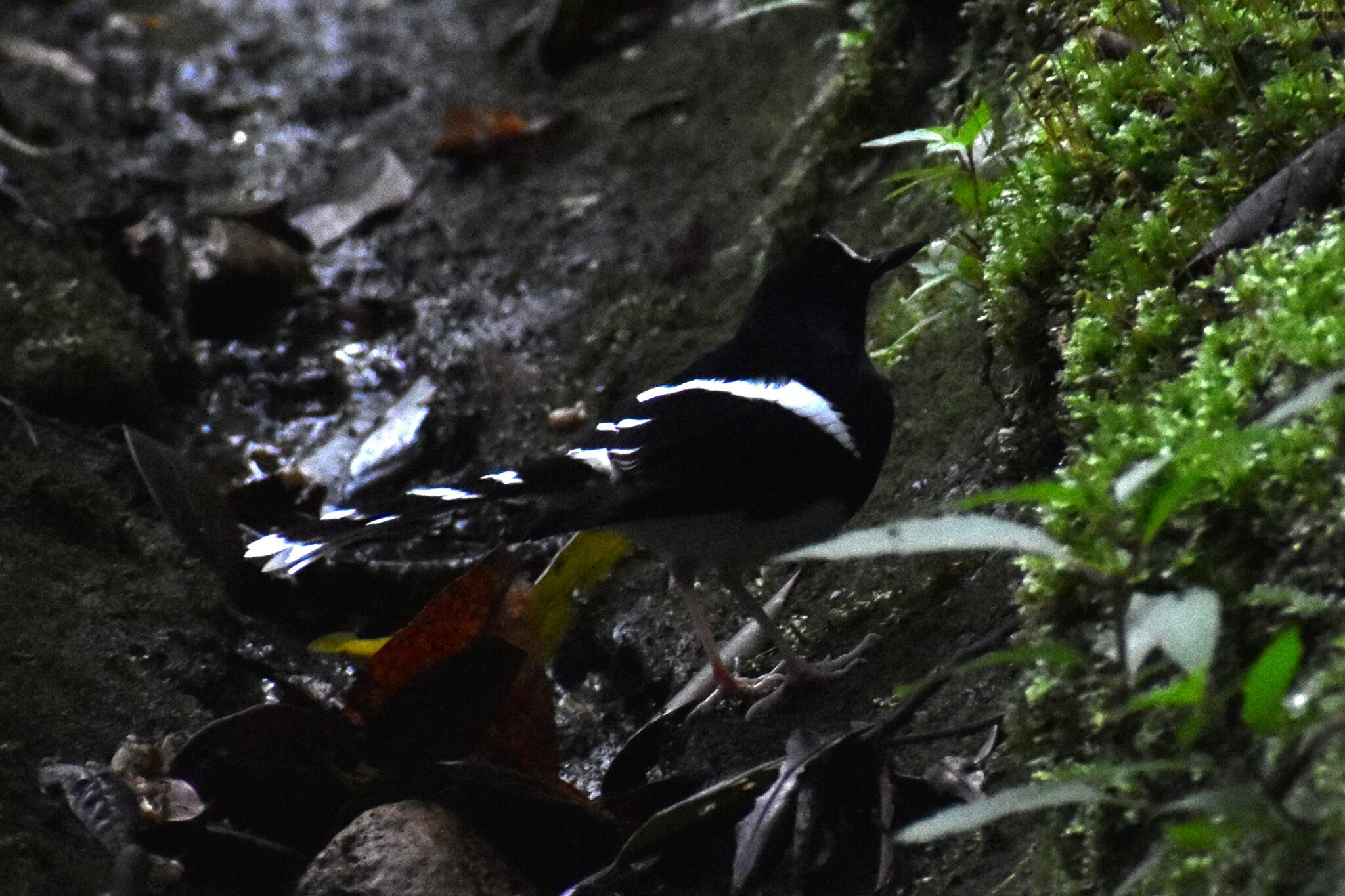 Bornean Forktail (Enicurus borneensis), photo 3