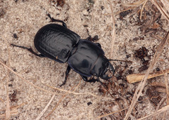 Pasimachus sublaevis