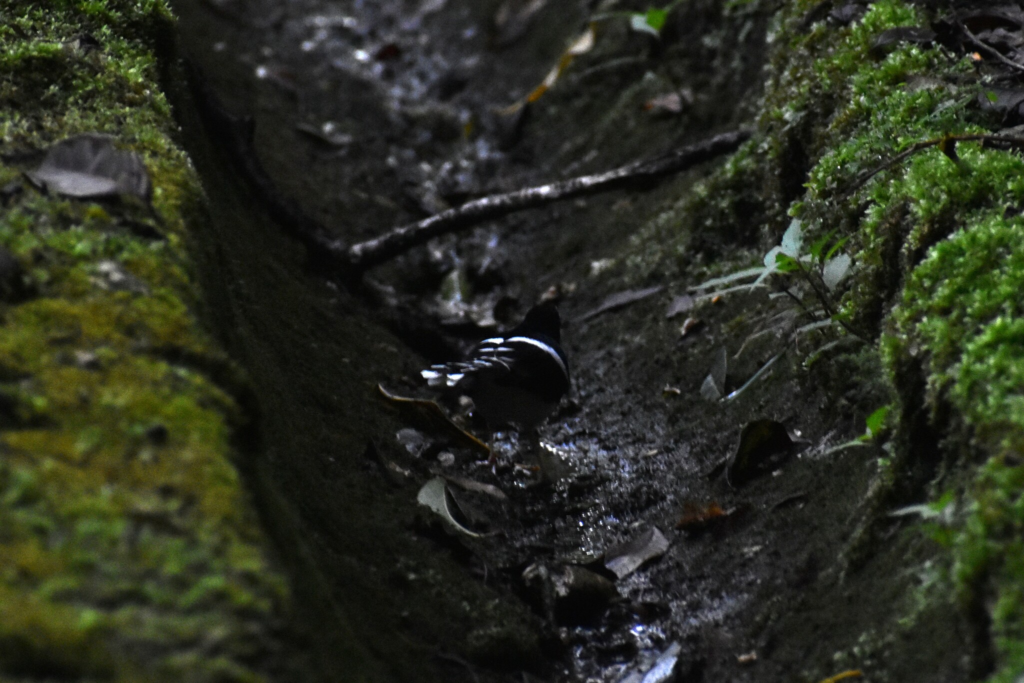 Bornean Forktail (Enicurus borneensis), photo 4