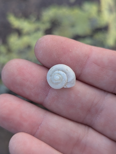 sonorella allynsmithi