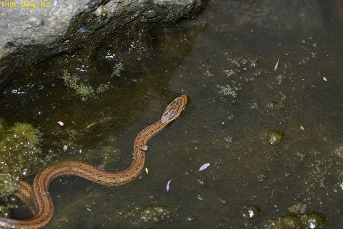 Photo of a Red-backed Rat Snake (Oocatochus rufodorsatus)
