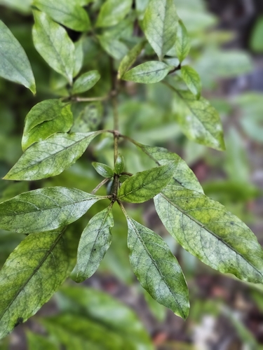Image of Coprosma tenuifolia by (c) Ian Adams, some rights reserved (CC BY)