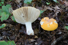 Russula ochroleucoides