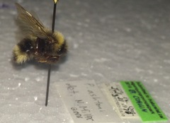 Bombus ashtoni