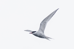Arctic Tern photo 4