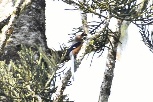 Bornean Treepie (Dendrocitta cinerascens), photo 6