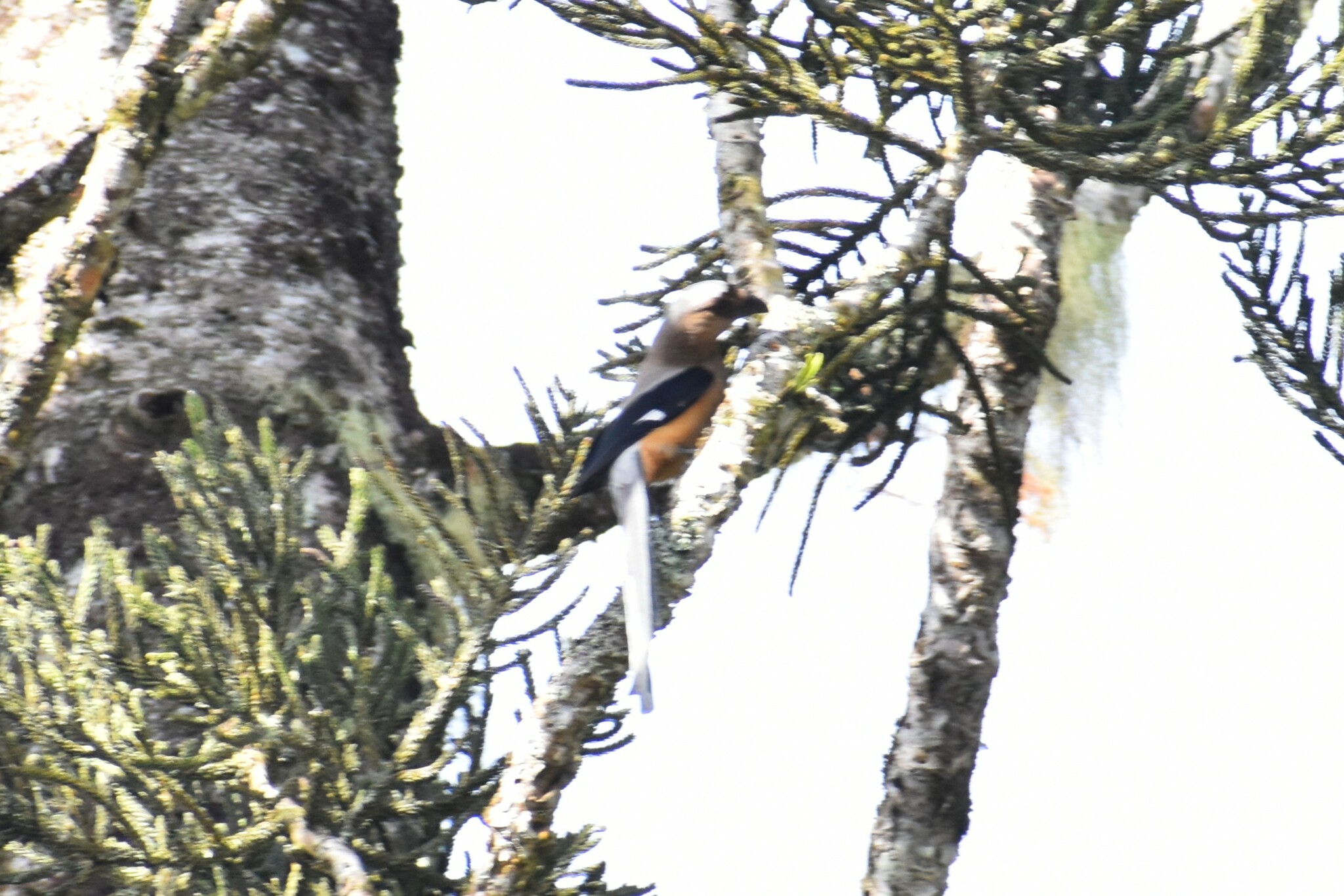 Bornean Treepie (Dendrocitta cinerascens), photo 8