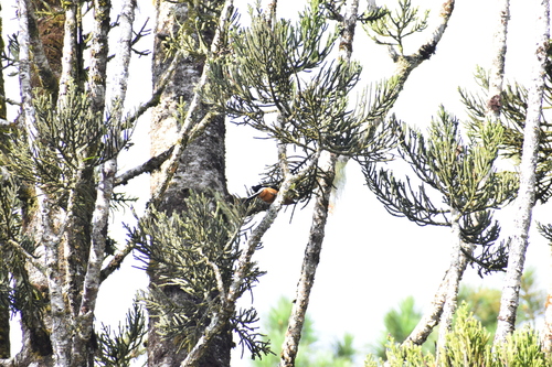 Bornean Treepie (Dendrocitta cinerascens), photo 7