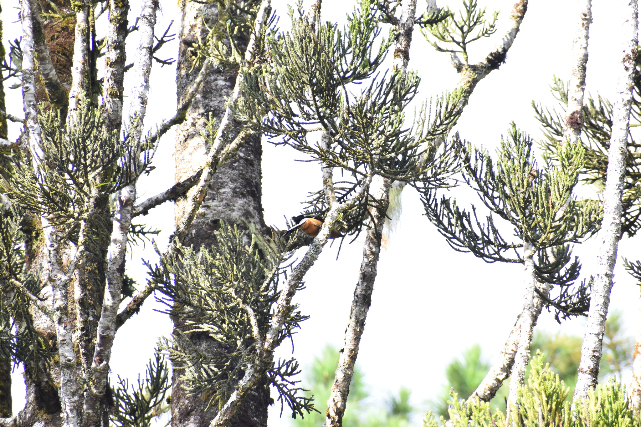 Bornean Treepie (Dendrocitta cinerascens), photo 9