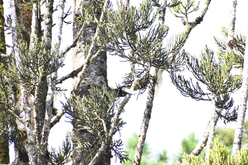 Bornean Treepie (Dendrocitta cinerascens), photo 10