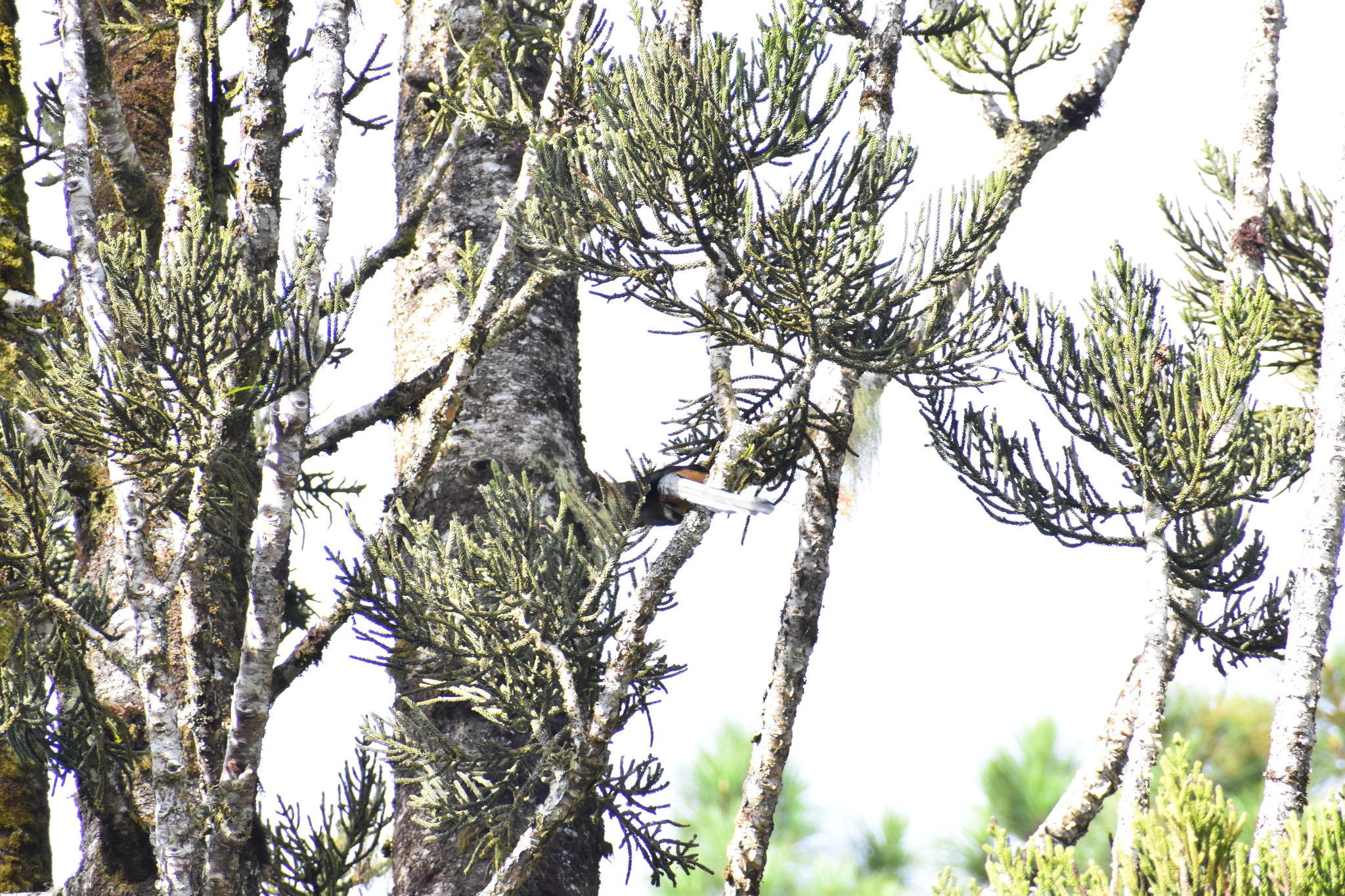 Bornean Treepie (Dendrocitta cinerascens), photo 10