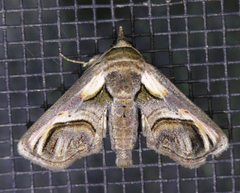 Paectes oculatrix