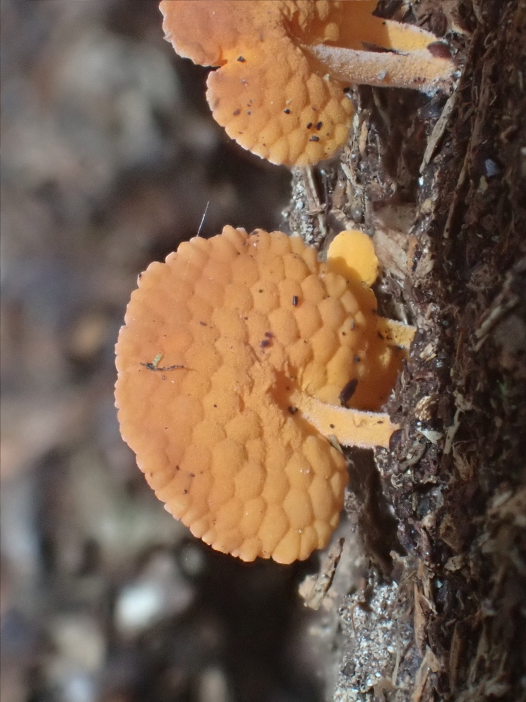 Favolaschia claudopus · March 2025 · photo: © iadams (iNaturalist, cc-by)