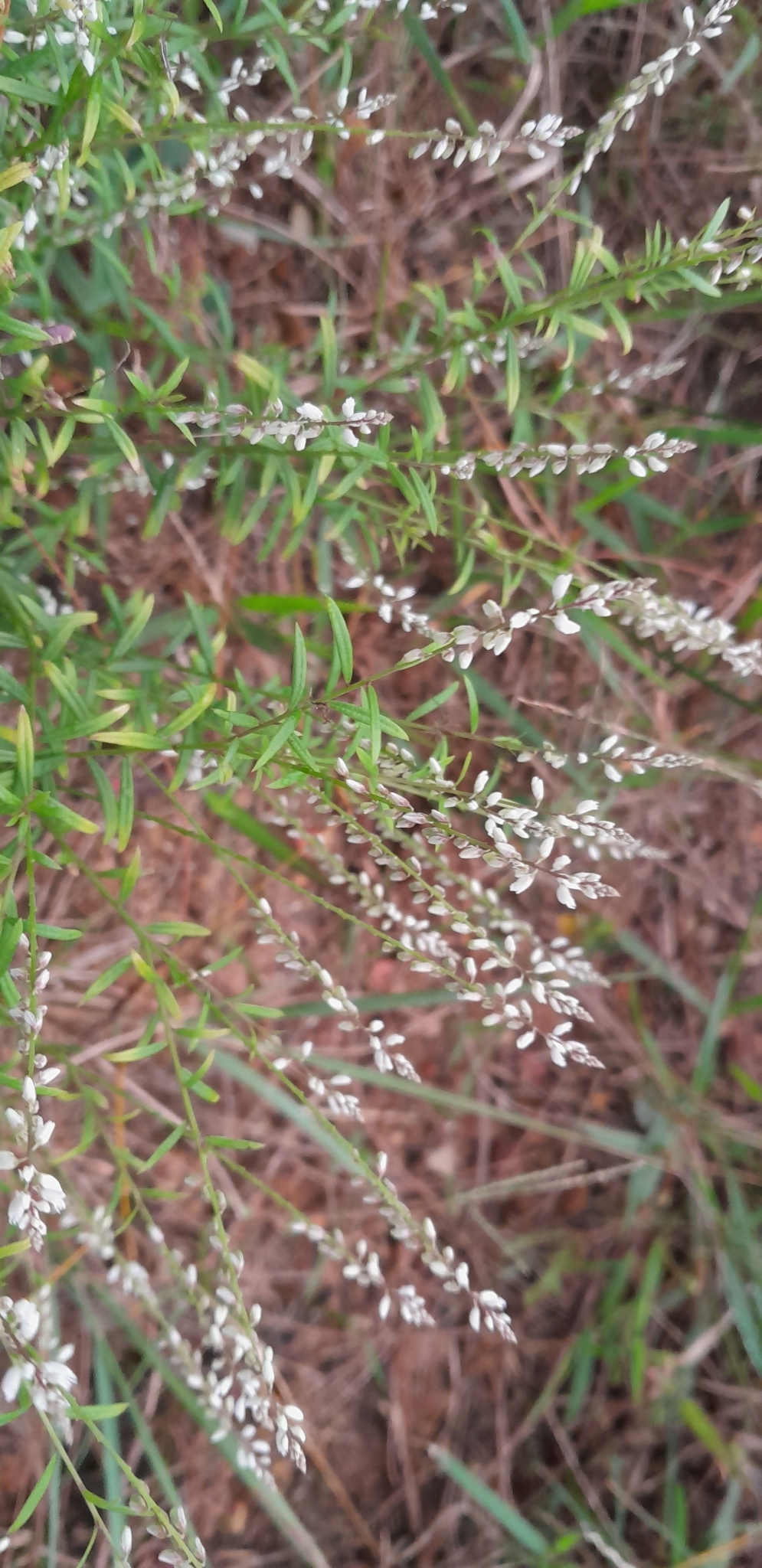Polygala paniculata (Polygala paniculata)
