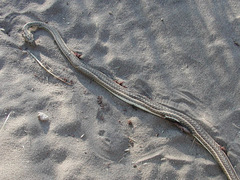 Psammophis leightoni