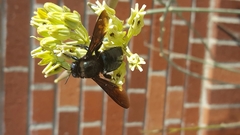 Xylocopa californica arizonensis