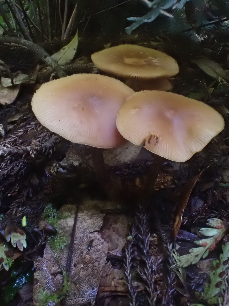 Galerina patagonica · March 2025 · photo: © iadams (iNaturalist, cc-by)