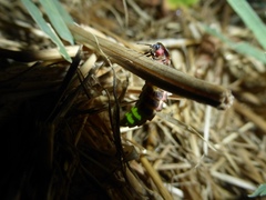Lampyris iberica