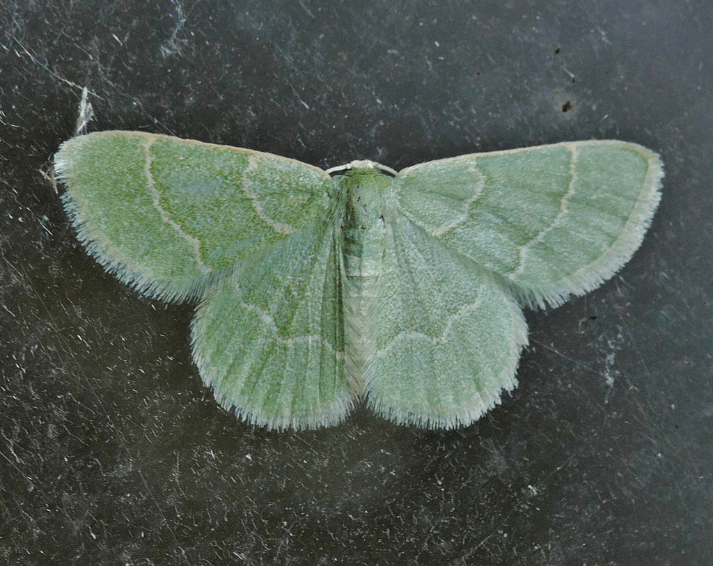 Chlorochlamys