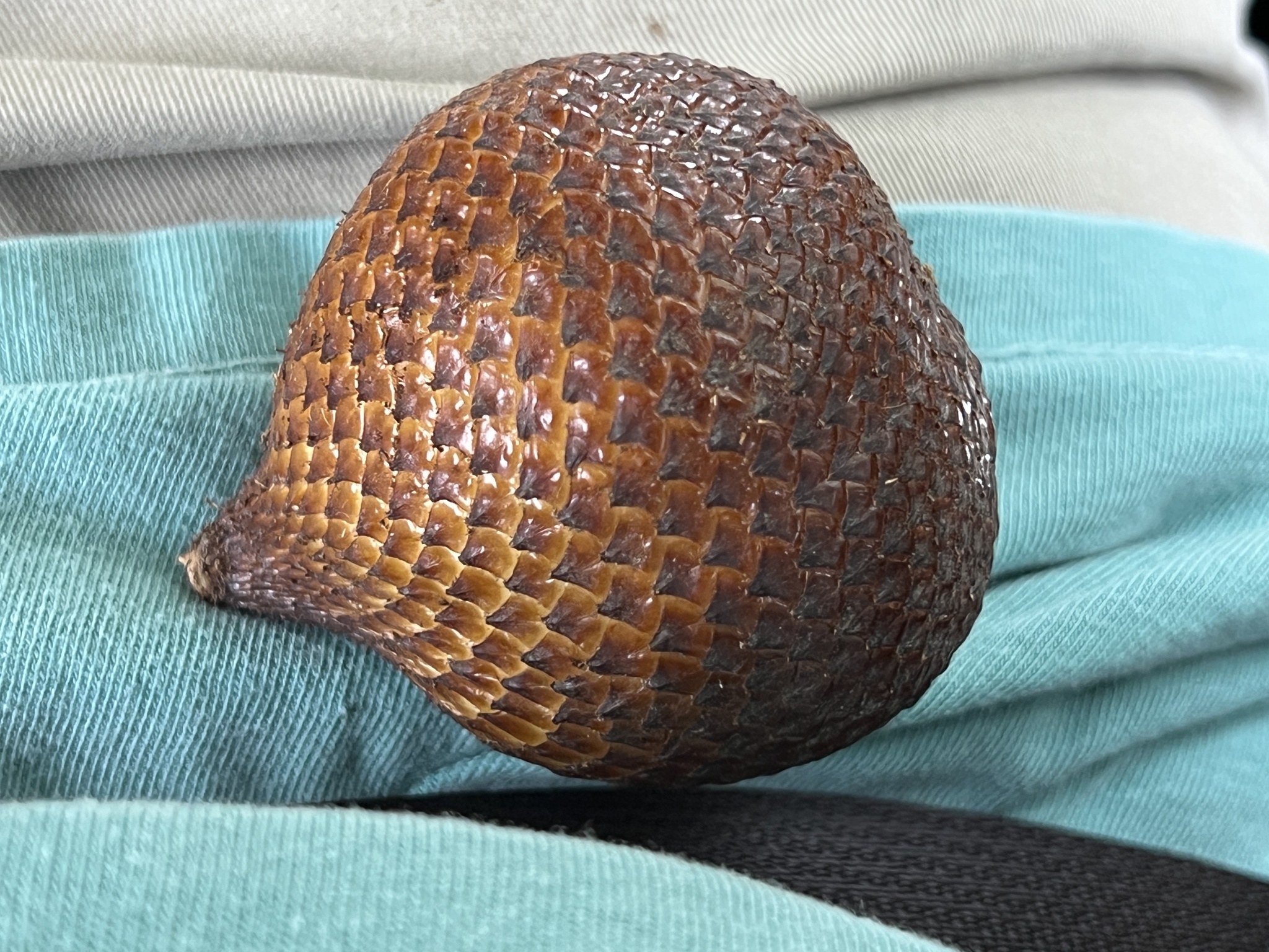 Imagem de Salak