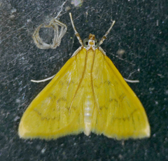 Loxomorpha flavidissimalis